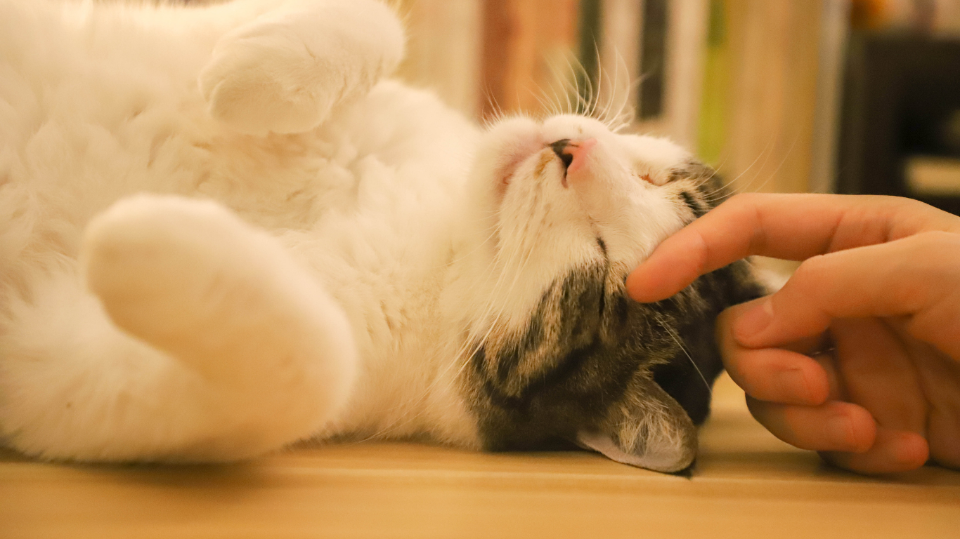 そっと手を寄せる猫