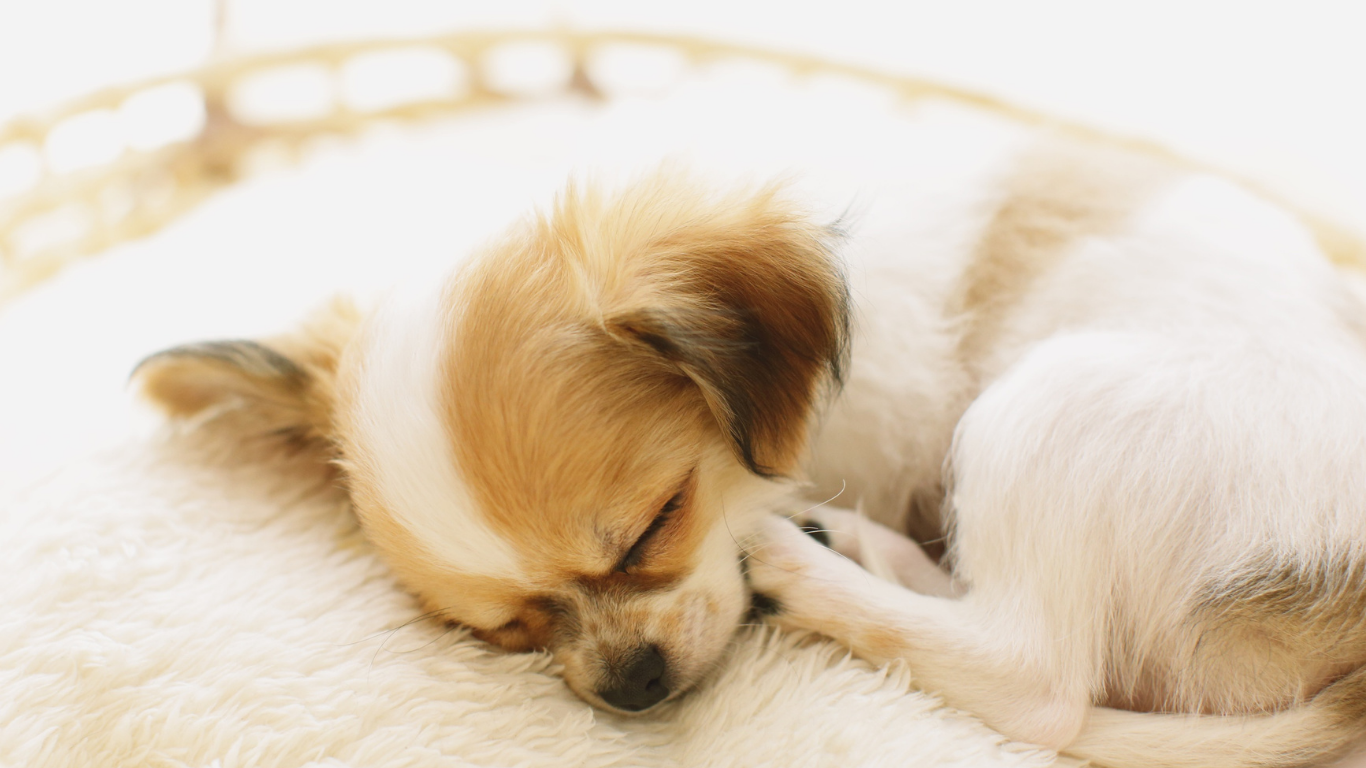 静かに眠る子犬