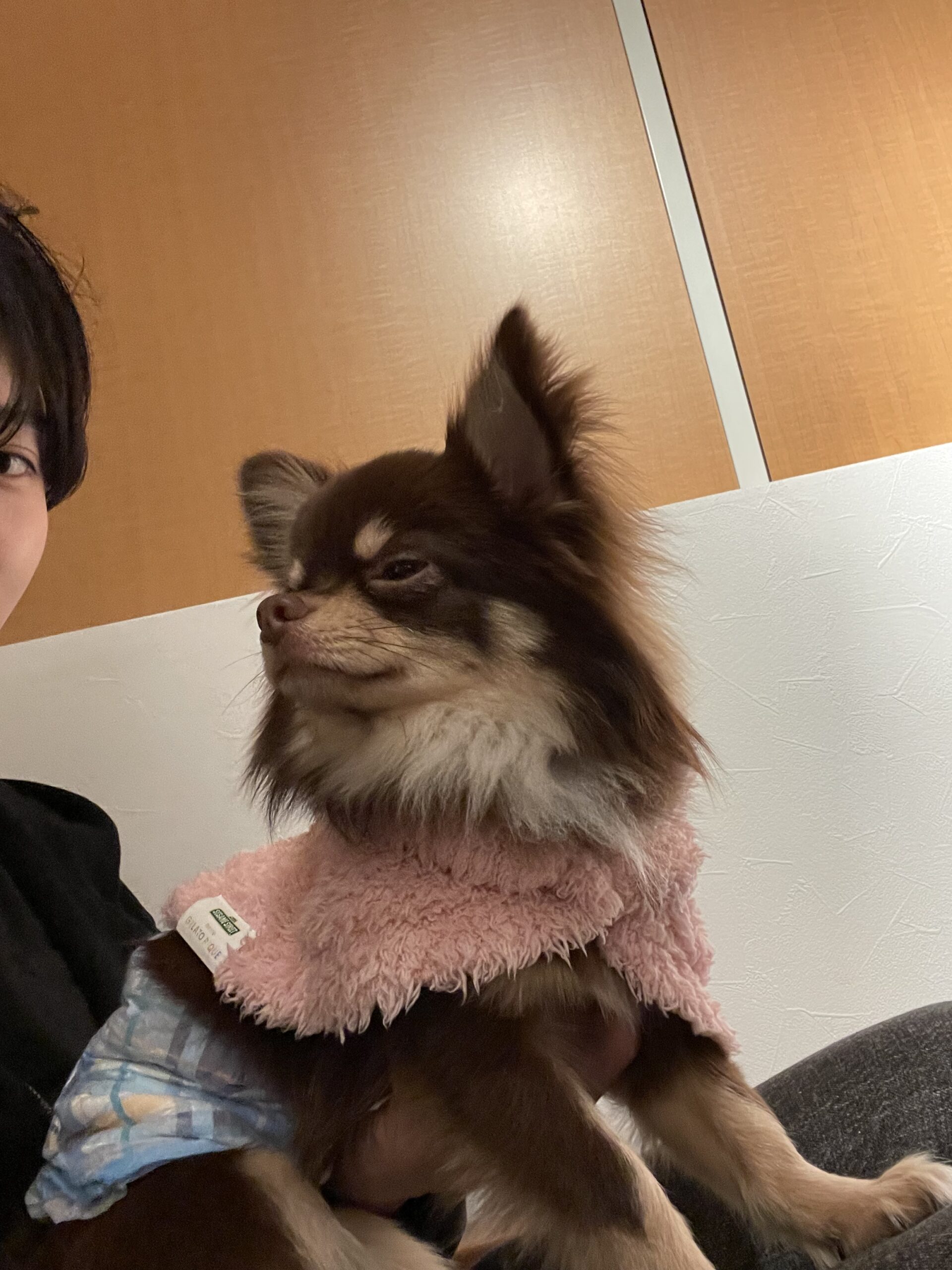 Haruca運営者 中嶋祥汰と愛犬のチワワ