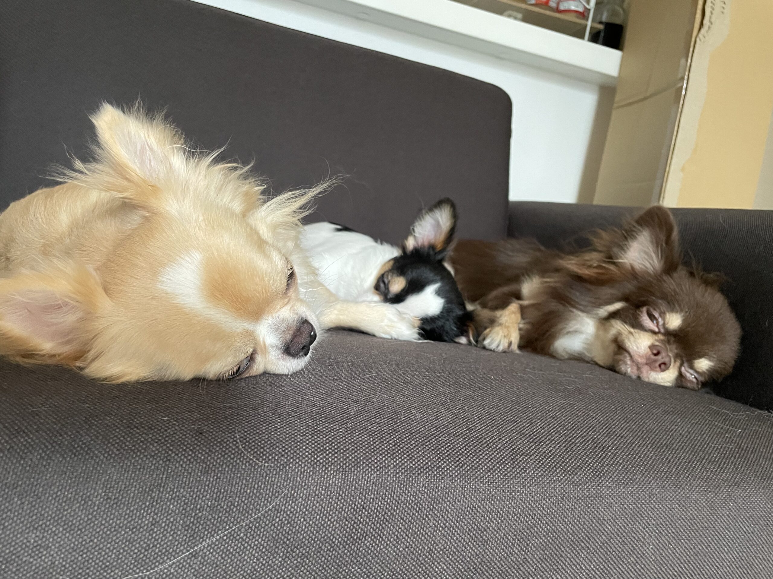 中嶋祥汰の愛犬たち