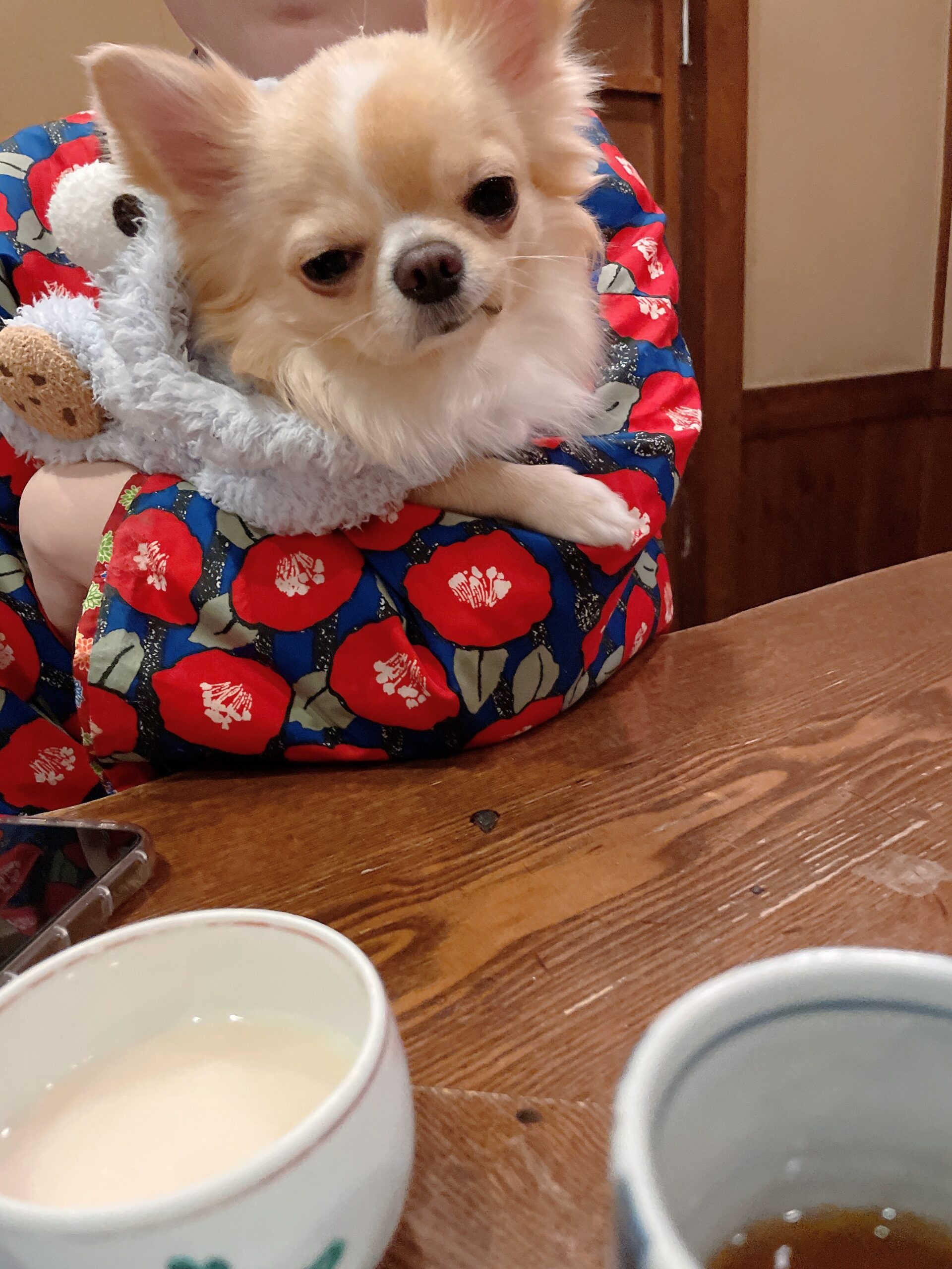 中嶋祥汰の愛犬たち