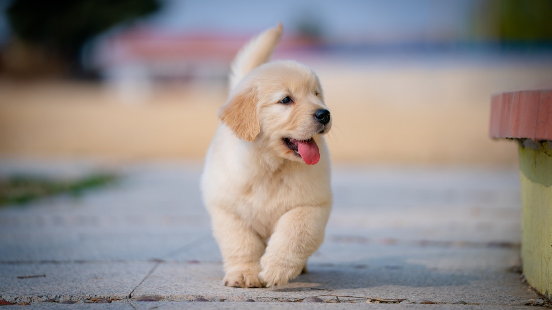 歩く子犬